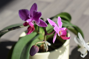 Orchidée Violet 