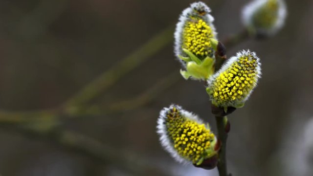Pussy Willow-Salix cinerea on wind - (4K)