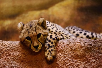 Gepard's boy resting after hunting © Petr Caska