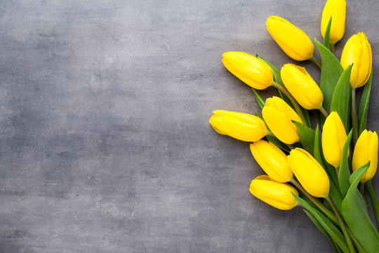 Yellow Spring Flowers, Tulip On A Gray Background.