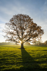 Obraz premium Sun popping through the almost empty branches of a beech tree on autumn morning in october
