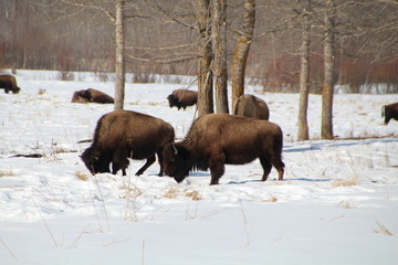 Wintering Bison, Elk Island National Park, Alberta