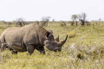 Fototapeta premium Breitmaulnashorn, white rhinoceros, Ceratotherium simum