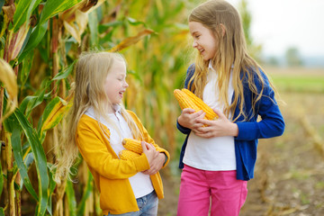 Adorable sisters playing in a corn field on beautiful autumn day. Pretty children holding cobs of corn. Harvesting with kids. © MNStudio