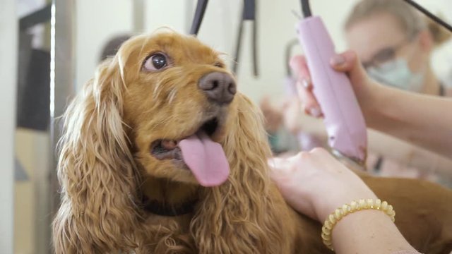 Portrait of happy dog during shaving his fur in salon