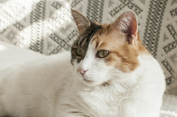 White female cat resting on lace bedding sofa closeup