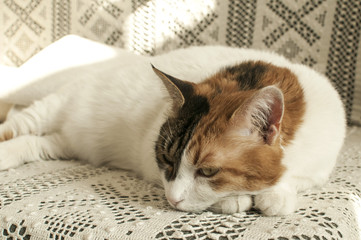 White female cat resting on lace bedding sofa closeup