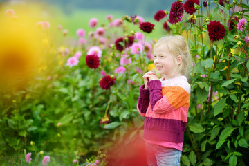 Obraz na płótnie Canvas Cute little girl playing in blossoming dahlia field. Child picking fresh flowers in dahlia meadow on sunny summer day