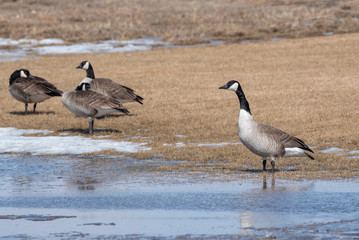 geese in winter