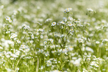 Fototapeta premium Chamomile flower, nature and environment.