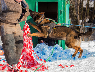 Dog, shepherd, delays the offender, training sessions