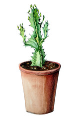 Fototapeta premium Euphorbia in flower pot