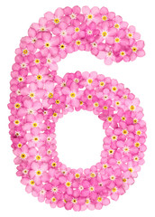 Arabic numeral 6, six, from pink forget-me-not flowers, isolated on white background
