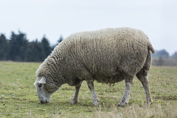 Obraz na płótnie Canvas Sheep in the pasture.