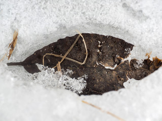 Old brown leaf of Ash tree, melting down through thick ice, under strong sun at spring