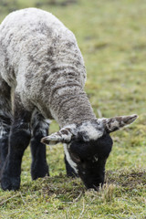 Blackhearted lambs grazing.