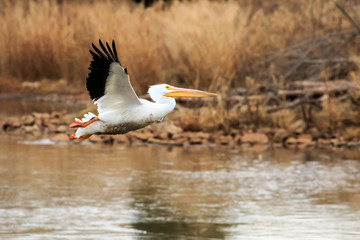American White Pelican (Pelecanus erythrorhynchos) flying over Lake Hefner in Oklahoma City