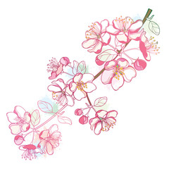 Vector branch with outline blossoming Apple flower bunch and foliage in pastel pink color isolated on white background. Ornate blossom Apple flowers and leaves in contour style for spring design.