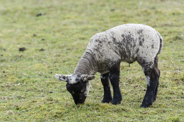 Black and white lambs grazing.