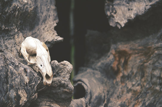 Kangaroo skull on dead tree in front of tree hollow. Moody, dark, pagan and animal totem concepts.