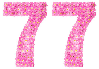 Arabic numeral 77, seventy seven, pink forget-me-not flowers, isolated on white background