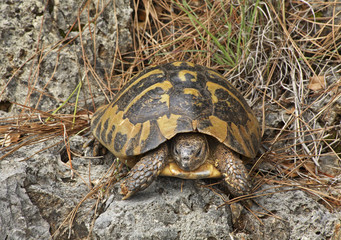 Turtle near Filiates. Greece