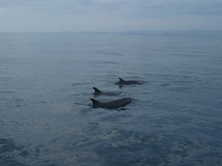 Fototapeta premium Group of dolphins with youngsters