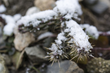 Cactus snow covered with snow.