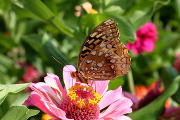 Obraz na płótnie Canvas A Fritillary Butterfly on a pink Zinnia.