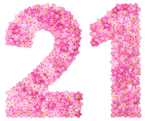 Arabic numeral 21, twenty one, from pink forget-me-not flowers, isolated on white background