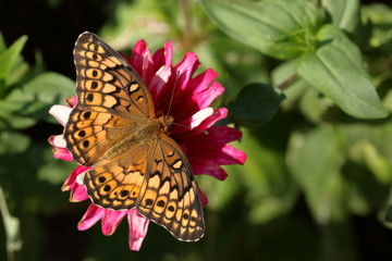 A Fritillary Butterfly feeds on a pink zinnia flower in the garden.