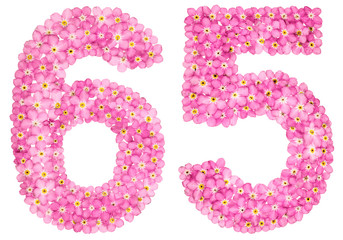 Arabic numeral 65, sixty five, from pink forget-me-not flowers, isolated on white background