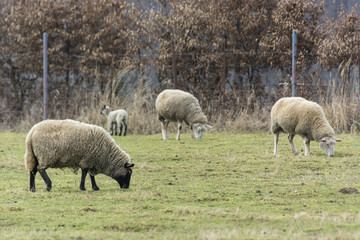 Obraz na płótnie Canvas Sheep grazing with a fence in the background.