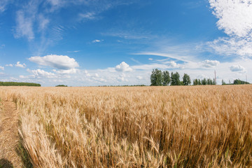 Gold Wheat field panorama with tree at summer day, rural countryside. Sunny and blue sky