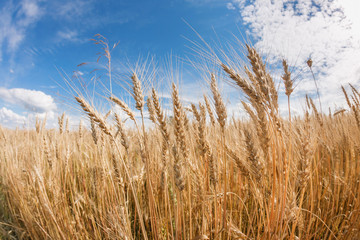 Ripe harvest, agricultural land. Gold wheat field and blue sky. Summer day, rural countryside.