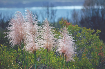 Pink pampas grass flower heads, Cortaderia jubata, growing in Kamay National Park, Cape Solander, NSW, Australia. Introduced invasive weed in Australia.