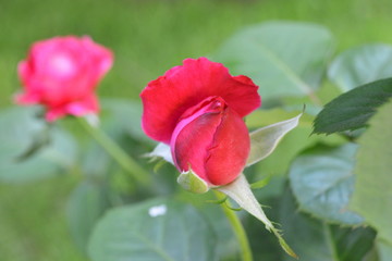 Obraz premium flores