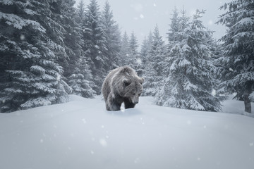 Fototapeta premium Niedźwiedź brunatny w śniegu