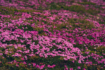 Obraz premium Magic pink rhododendron flowers on summer mountain. Dramatic sky and colorful sunset. Chornohora ridge, Carpathians, Ukraine, Europe.