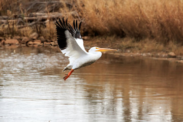 American White Pelican (Pelecanus erythrorhynchos) flying over Lake Hefner in Oklahoma City