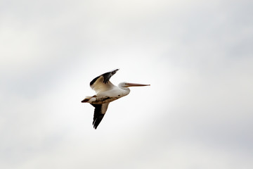 Obraz premium American White Pelican (Pelecanus erythrorhynchos) flying over Lake Hefner in Oklahoma City
