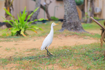 Eastern Great Egret
