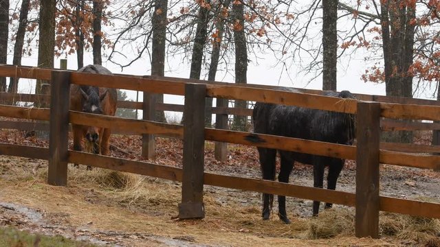 Horses eating in a wooden corral while it's raining