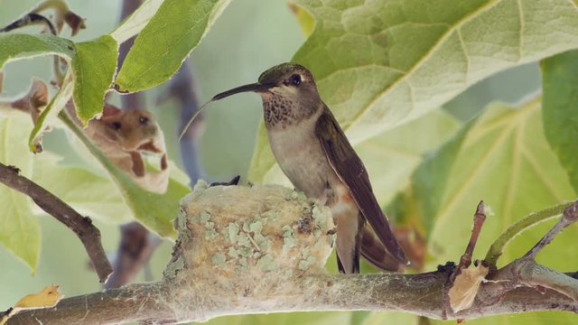 Black-chinned Hummingbird at nest.