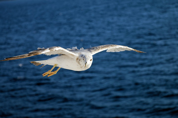 Seagull flying at sea
