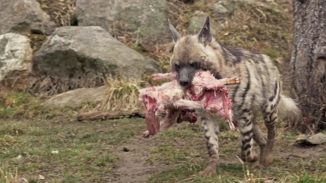 Striped hyena (Hyaena hyaena) carrying dead lamb