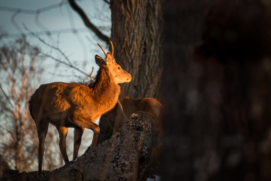 Deer in sunset