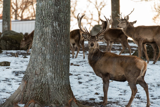 A herd of deer