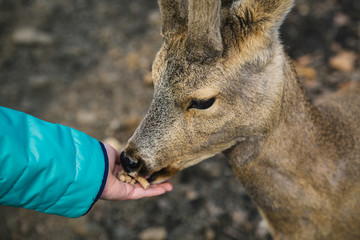 Girl's hand feeding a young roe deer