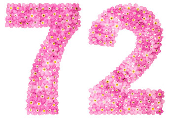 Arabic numeral 72, seventy two, from pink forget-me-not flowers, isolated on white background